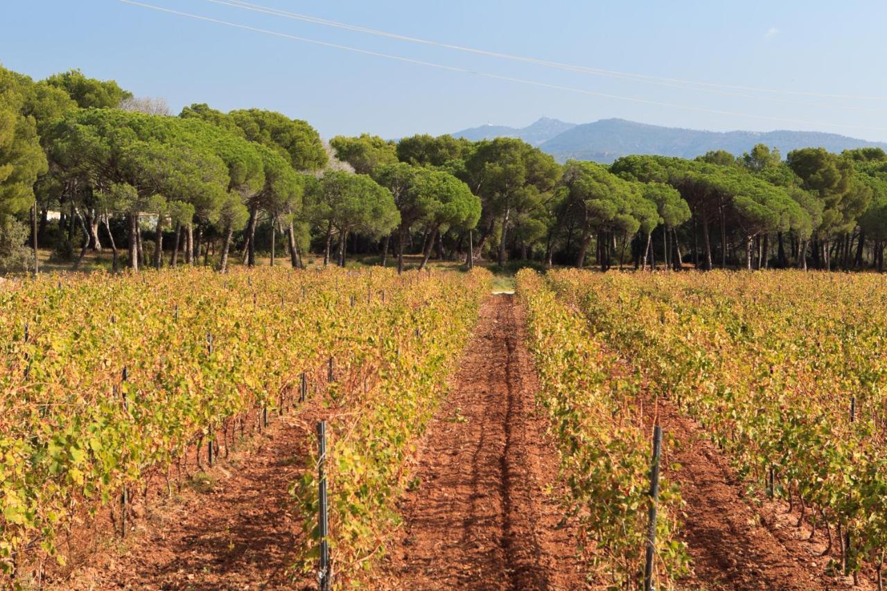 Le gîte des cinq cépages Fréjus Exterior foto